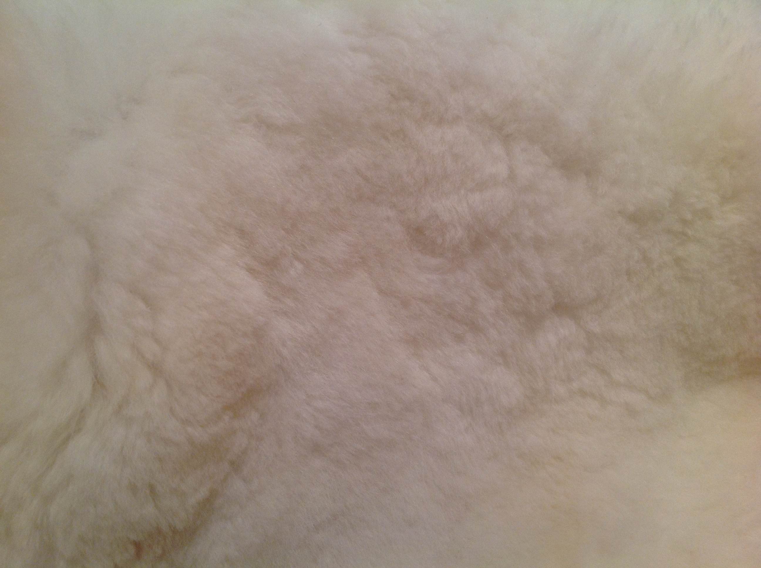 Alpaca