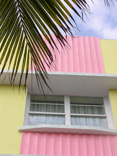 palm
