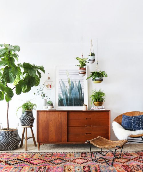 plants