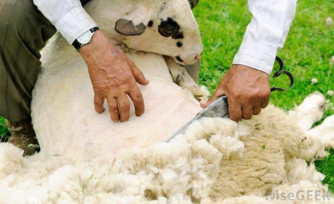 man-shearing-sheep-of-wool