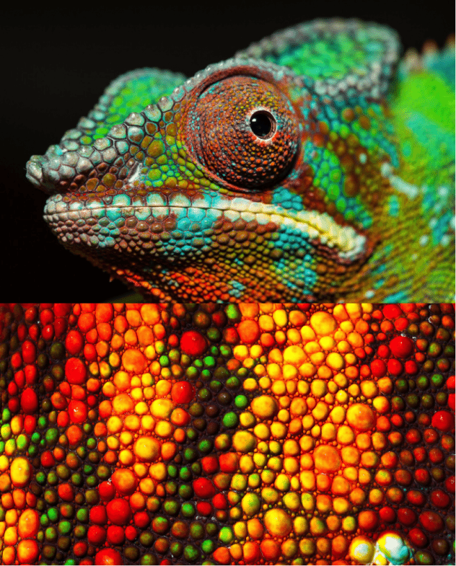reptile