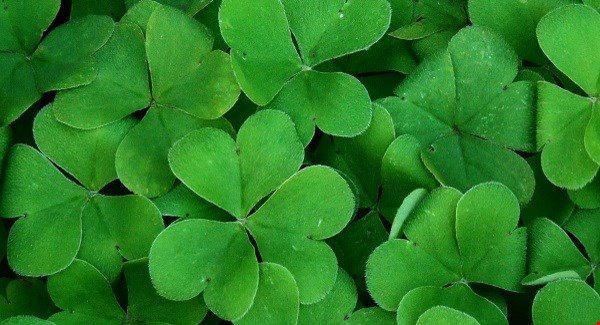 Bringing Home The Luck O’ The Irish