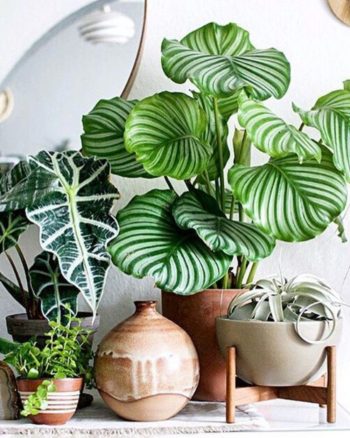 2018-interior-decor-trends-patterned-plants
