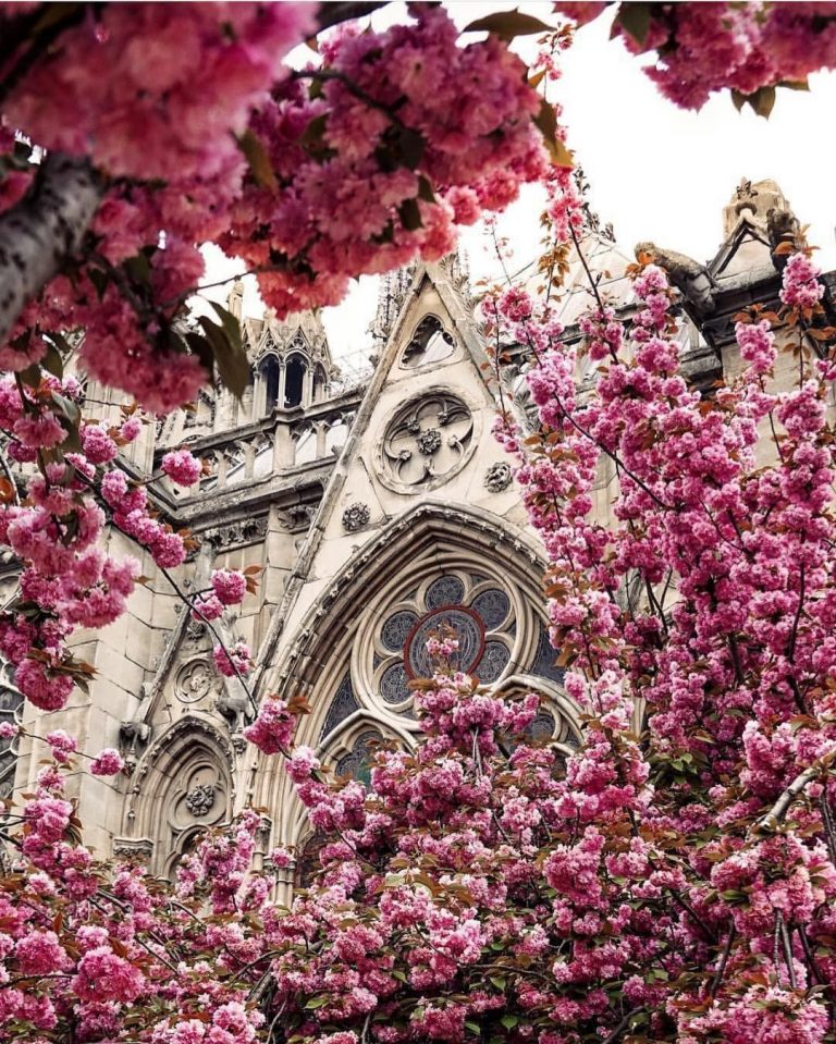 6 Best Notre Dame Cathedral Reconstruction Ideas